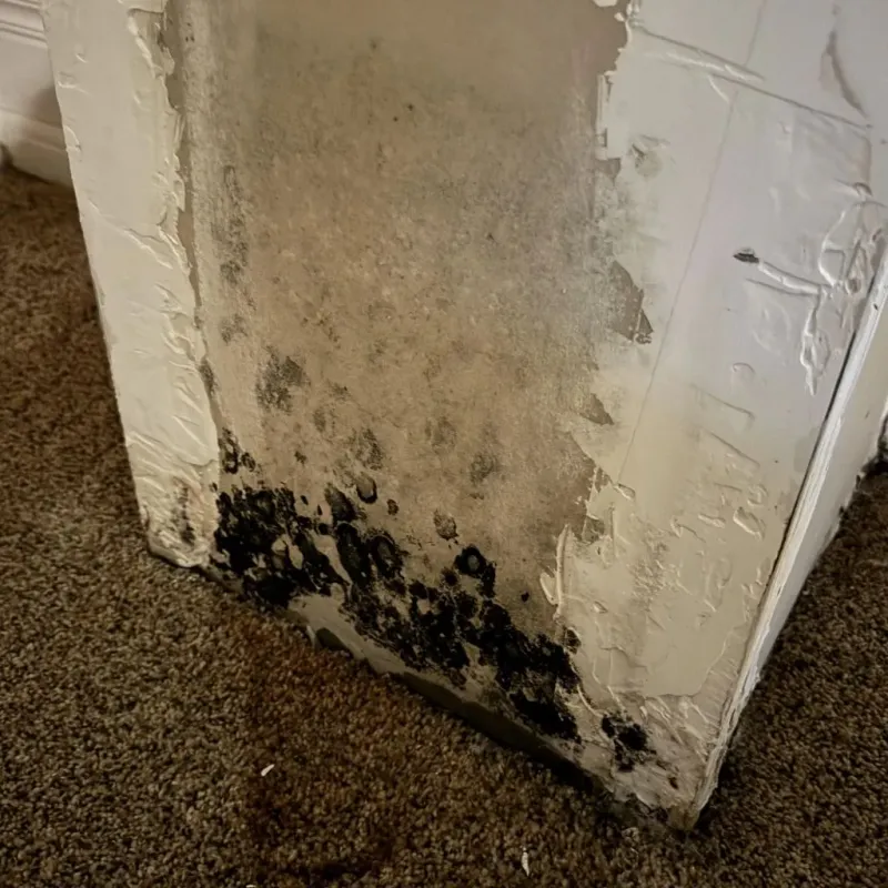 Professional Mold Removal in Hayes Center, NE